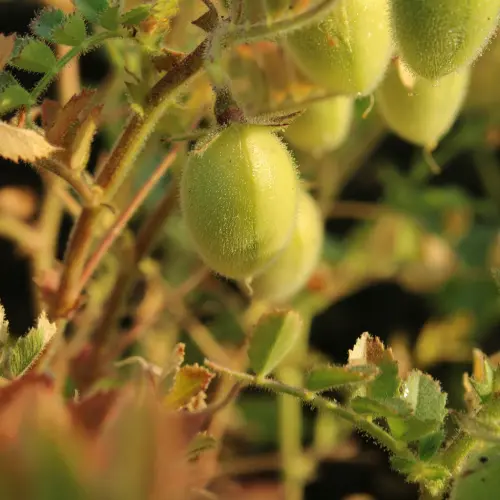 Premium Chickpea