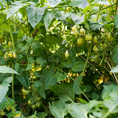 Premium Chickpea