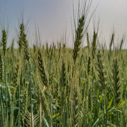 Premium Natural Wheat