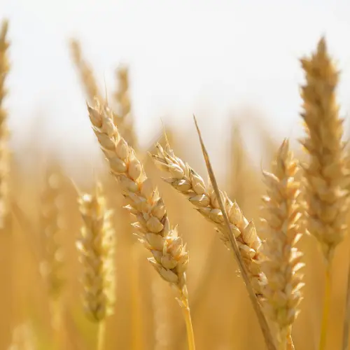 Premium Natural Wheat