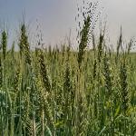 Premium Natural Wheat