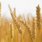 Premium Natural Wheat